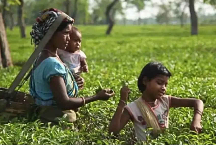 Assam Two-Child Policy Relaxed for ST, SC, Tea Garden, Moran and Matak Communities Meta Description
