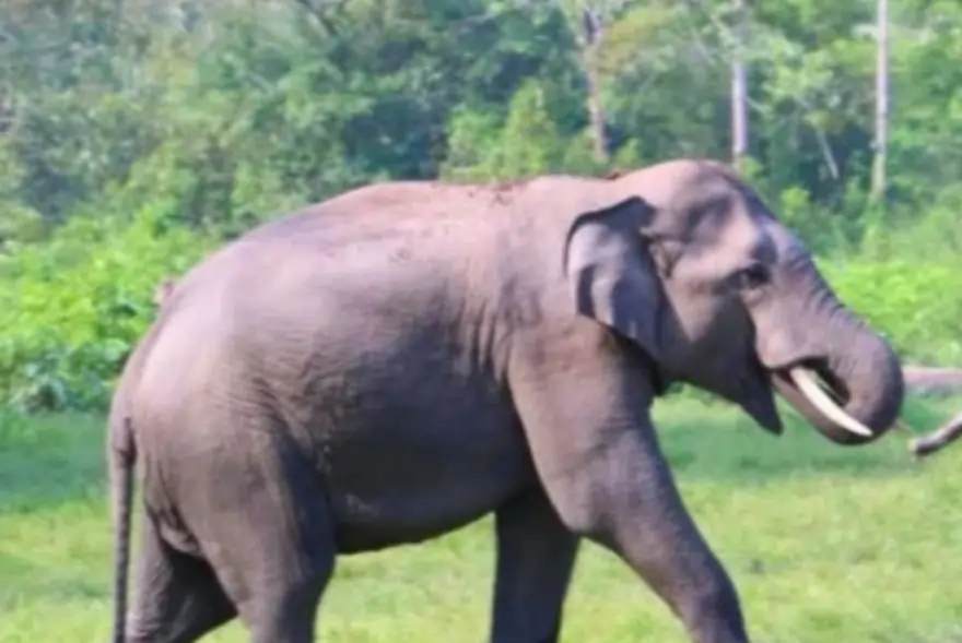 Assam: Woman trampled to death by elephant at Dudhnoi, three killed in past 24 hours