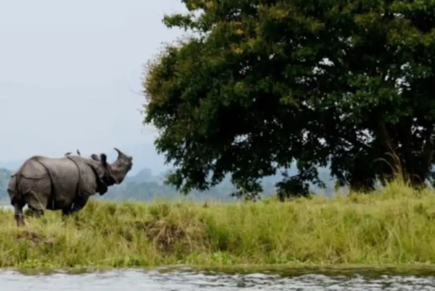 Foreign Tourist Numbers at Kaziranga Jump 127% in Three Years, Says CM Himanta Biswa Sarma