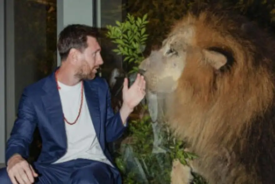 After Lionel Messi visit, Vantara names rescued lion cub 'Lionel'