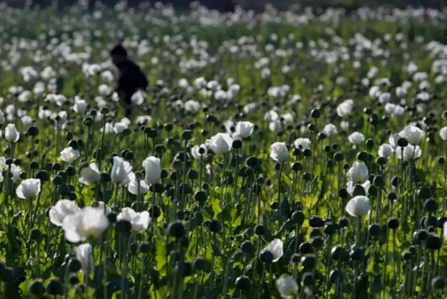 Myanmar’s Opium Cultivation Reaches Highest Level in a Decade, UNODC Warns
