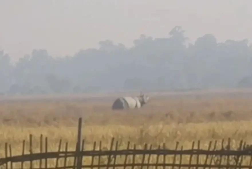 Assam: Rhino attacks man, injures him at Gaurisagar; sensational video emerges