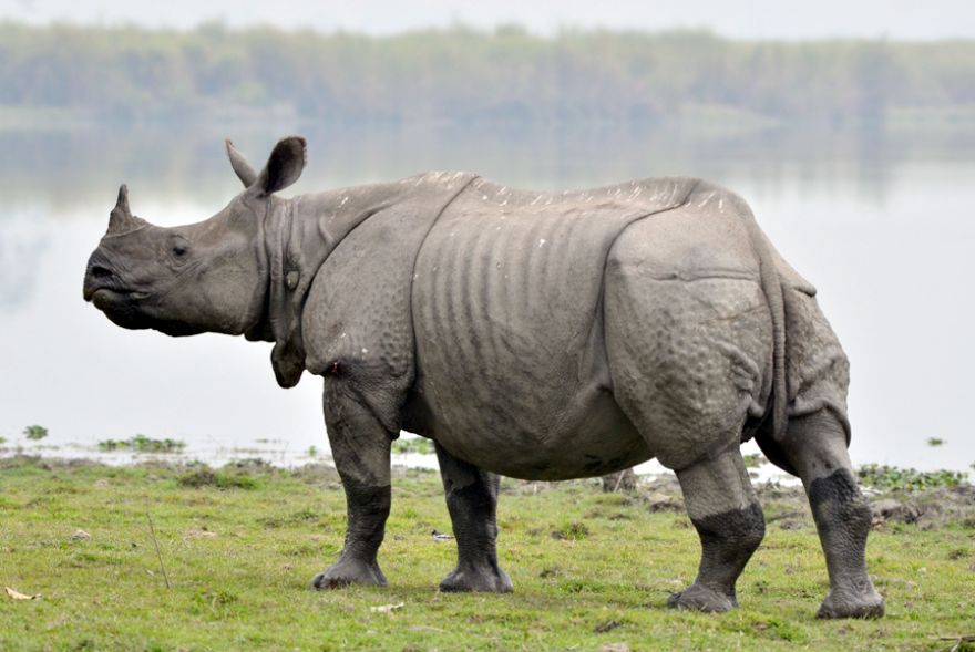 Assam Man Has a Close Shave After Horrific Encounter with a Full-Grown Rhino