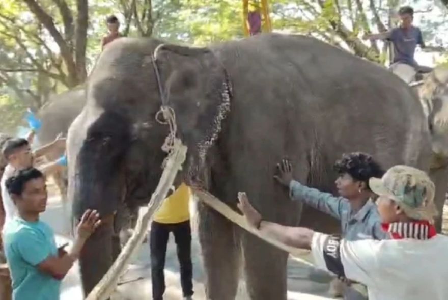 Kaziranga safari elephant Swarnimoyee collapses at national highway near Bagori, dies few hours later