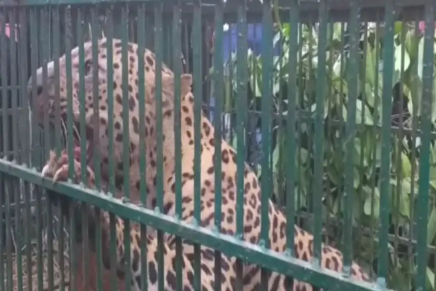 Assam: Leopard creating terror and fear among villagers caged at Namti in Sivasagar district