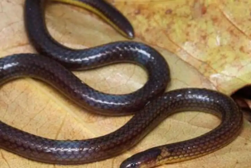 New Reed Snake Species Discovered in Mizoram, Strengthening India’s Biodiversity Record