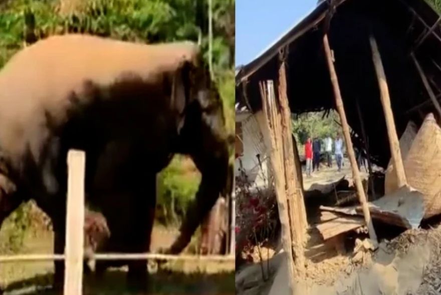 Bhogali Bihu celebrations marred as wild elephant runs amok in Dudhnoi