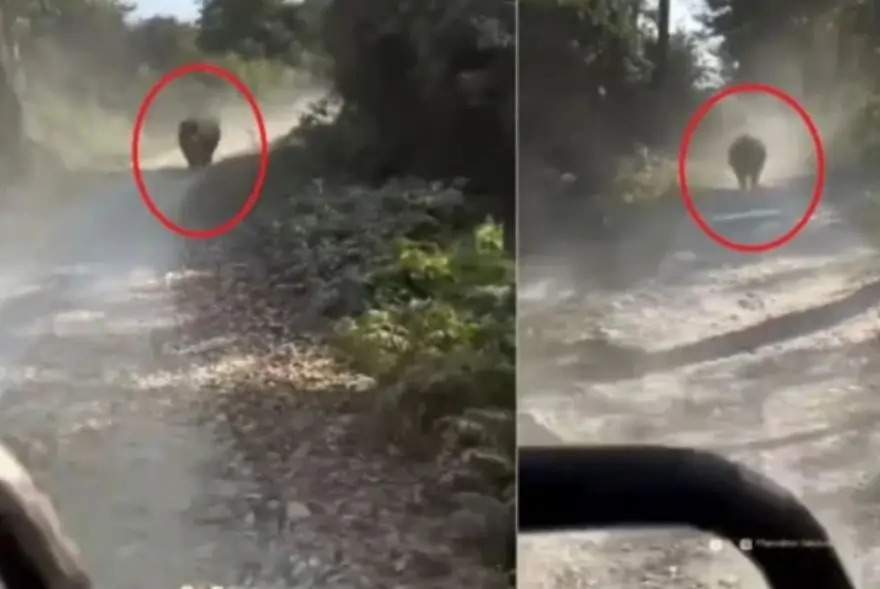 Assam MLA Phanidhar Talukdar Has Narrow Escape as Rhino Charges at Vehicle in Manas National Park