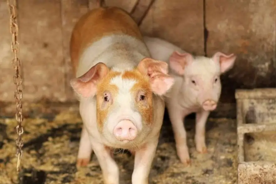 Mizoram Alerts Villages After African Swine Fever Found in Wild Boars Near Thentlang