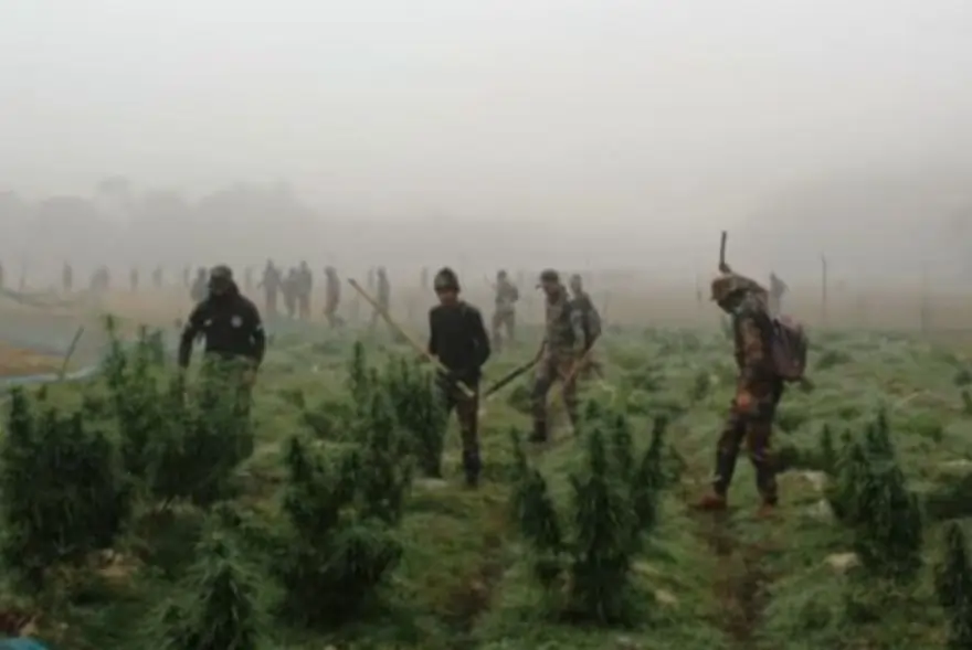 Assam Rifles Cripples Narcotics Trade: ₹36 Crore Ganja Crop Destroyed in Massive Northeast Sweep